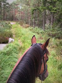 View of a horse on field