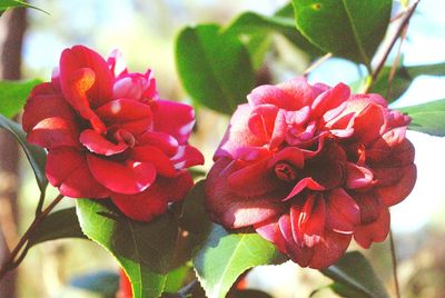 Close-up of pink rose blooming outdoors