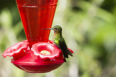 Close-up of red bird perching on feeder