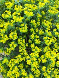 Close-up of yellow flowers blooming in field