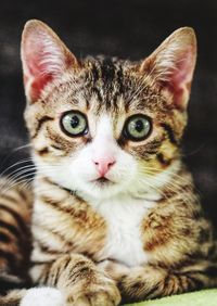 Close-up portrait of tabby kitten