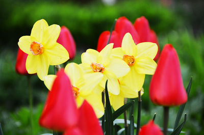 Close-up of red flower