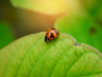 Close-up of ladybug on leaf