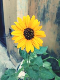 Close-up of sunflower