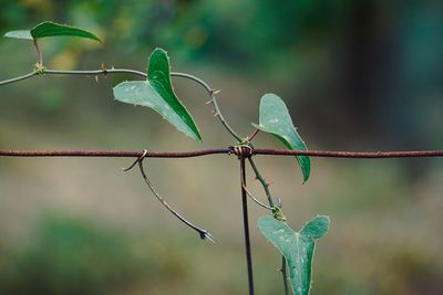 Close-up of plant growing outdoors