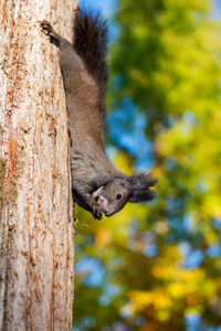 Close-up of squirrel eating on tree trunk