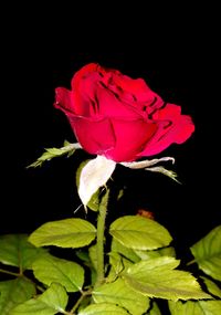 Close-up of red rose blooming against black background