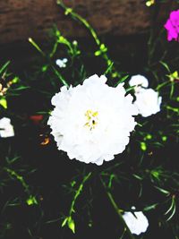 High angle view of white flowering plant