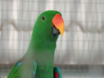 Close-up of eclectus parrot in cage