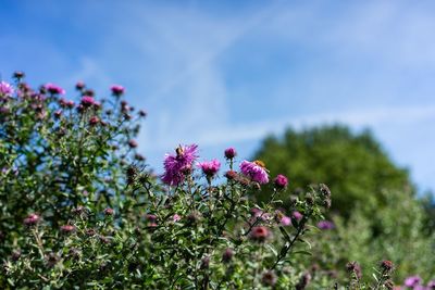 Low angle view of pink flowering plant