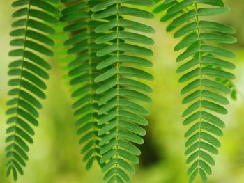 Close-up of fern leaves