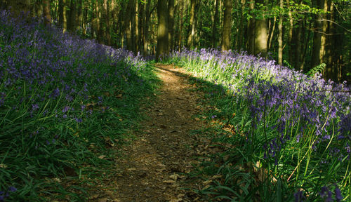 View of lavender growing in field