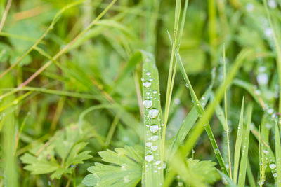 Close-up of water drops on plant