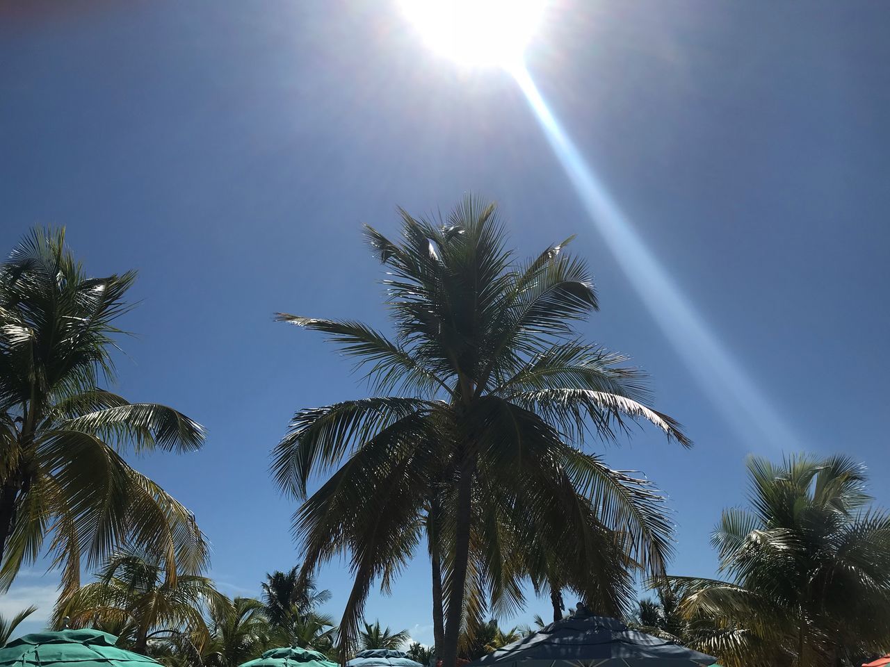 sky, tropical climate, tree, palm tree, low angle view, sunlight, plant, sunbeam, lens flare, sun, beauty in nature, nature, growth, sunny, no people, day, clear sky, tranquility, scenics - nature, outdoors, bright, palm leaf, coconut palm tree, tropical tree, solar flare, streaming