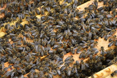 High angle view of bee on the ground