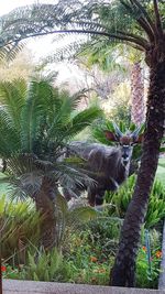 View of a cat sitting on tree