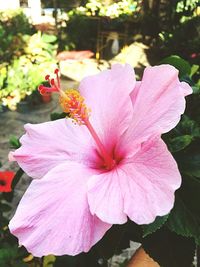 Close-up of pink flower