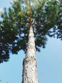 Low angle view of tree against sky