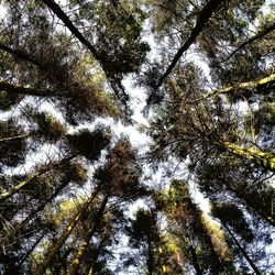 Low angle view of trees