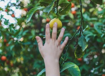 Close-up of hand holding apple