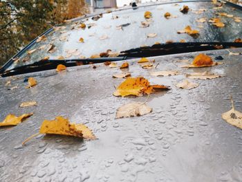 Close-up of autumn leaf on water