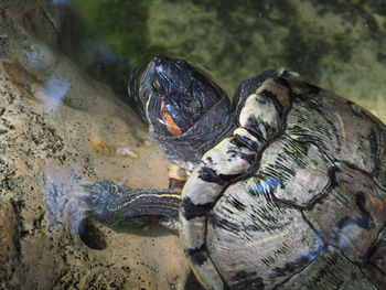 Close-up of turtle in lake