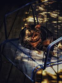 Cat sleeping on seat