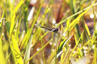 Close-up of insect on grass