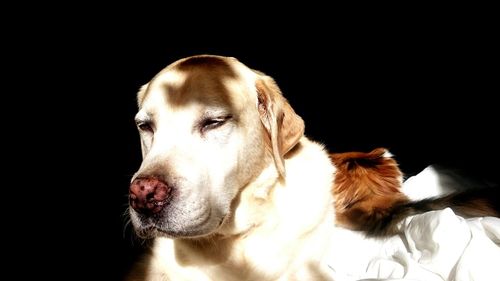 Close-up of dog against black background