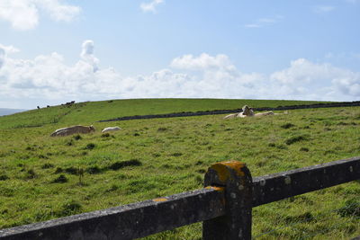 Sheep grazing on field against sky