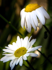 Close-up of white flower blooming outdoors