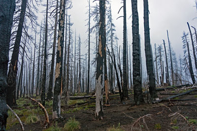 Scenic view of forest