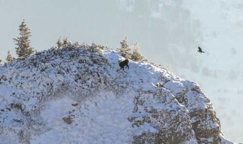 View of black goat on snow covered land