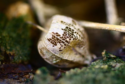 Close-up of plant against blurred background