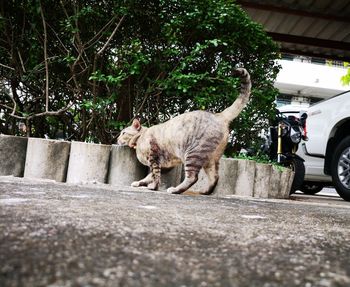 View of a cat on street