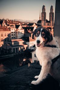 Dog sitting on street in zurich