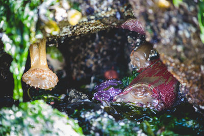 Close-up of fish in sea