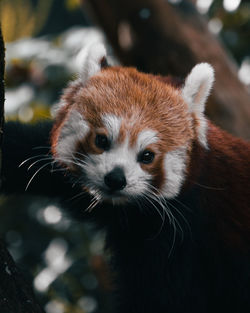 Roter panda im zürichzoo