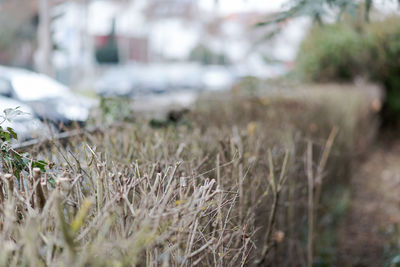 Close-up of dry plants on land