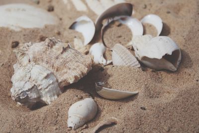 High angle view of shells on sand