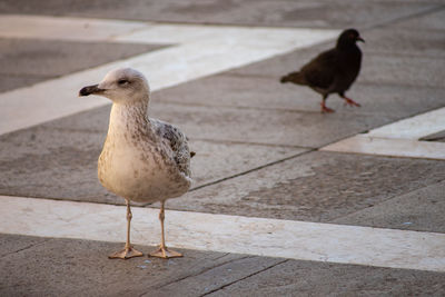 High angle view of pigeon perching on footpath