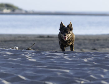 Dog on the beach