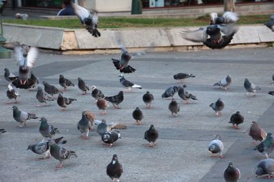 Birds perching on water