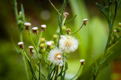 Close-up of flowering plant