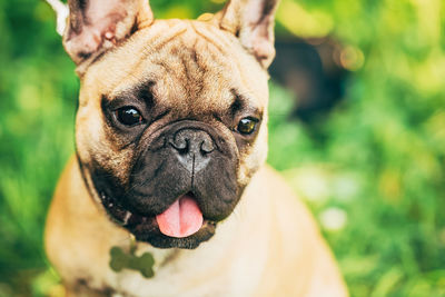 Close-up portrait of a dog