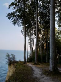 Trees by sea against sky