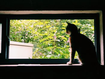 Cat looking through window