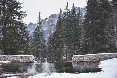 Scenic view of lake in forest during winter