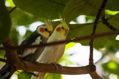 Low angle view of bird perching on tree