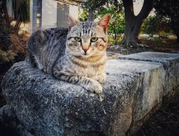 Portrait of tabby cat on rock